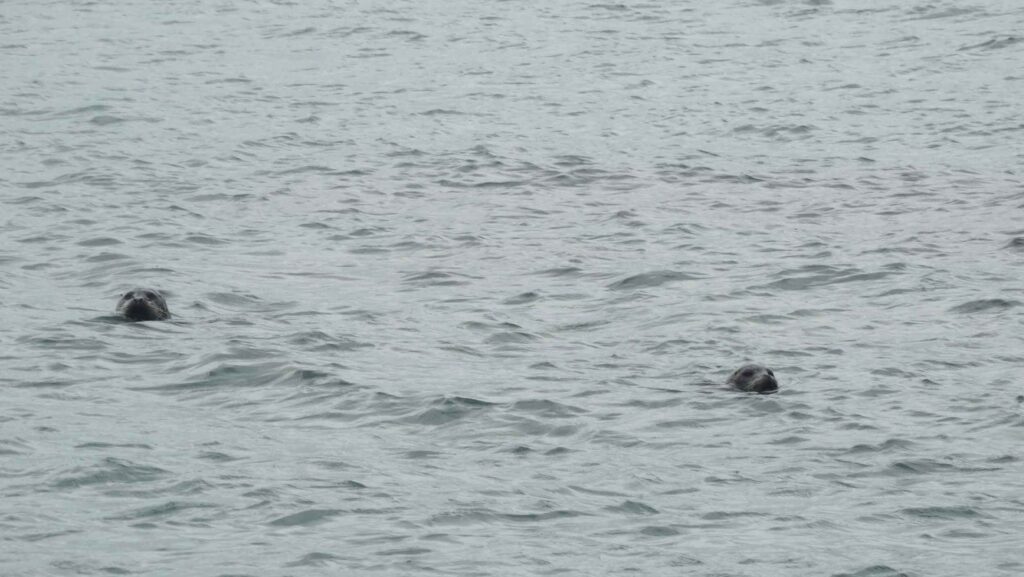 Halibut Hunting 4