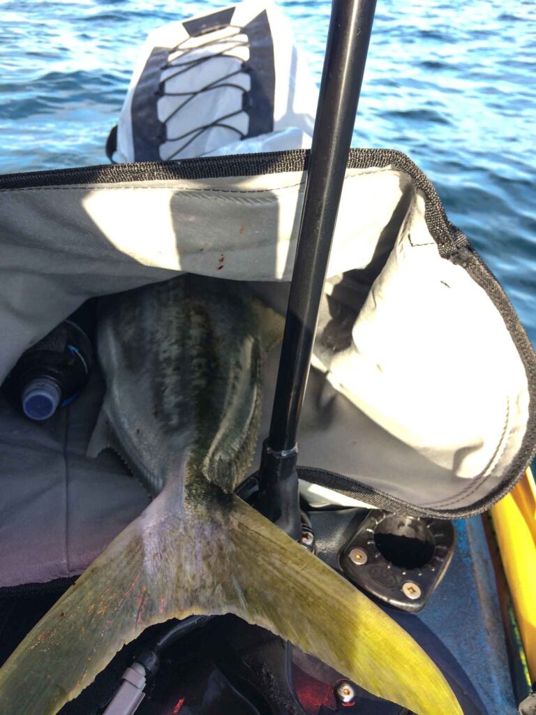 Portland Kingfish 9