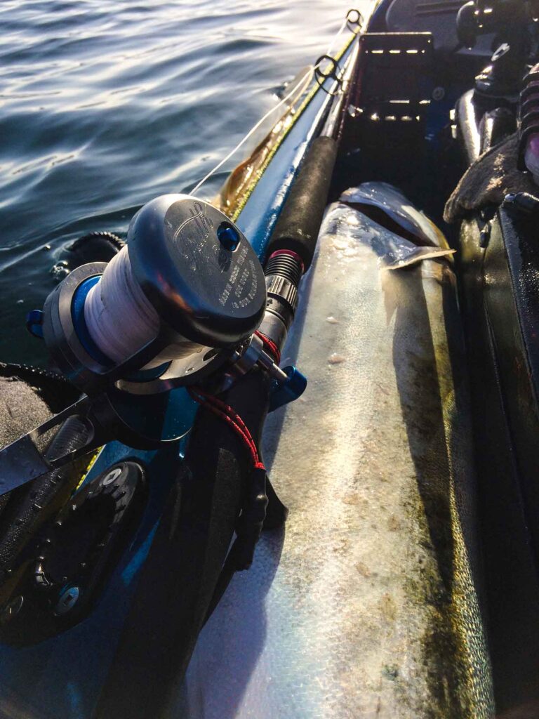 Portland Kingfish 8
