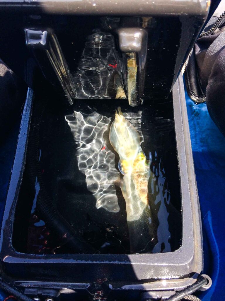 Portland Kingfish 4