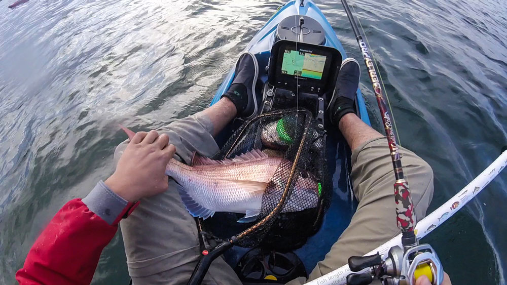 Early Season Snapper 5
