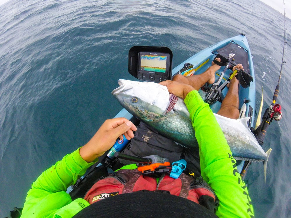 Rob Maya the King of Kingfish 8