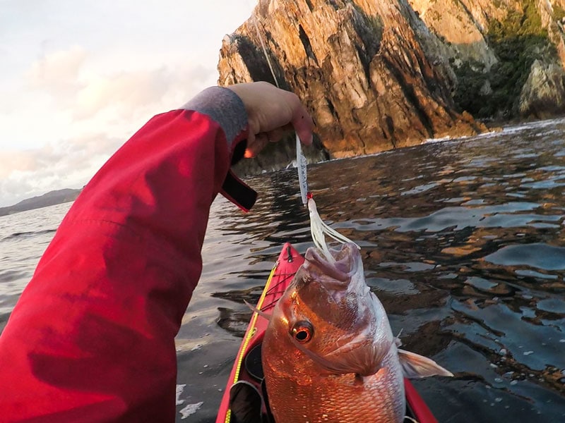 Beta Bugs / Snapper / Mother Ships in New Zealand 8